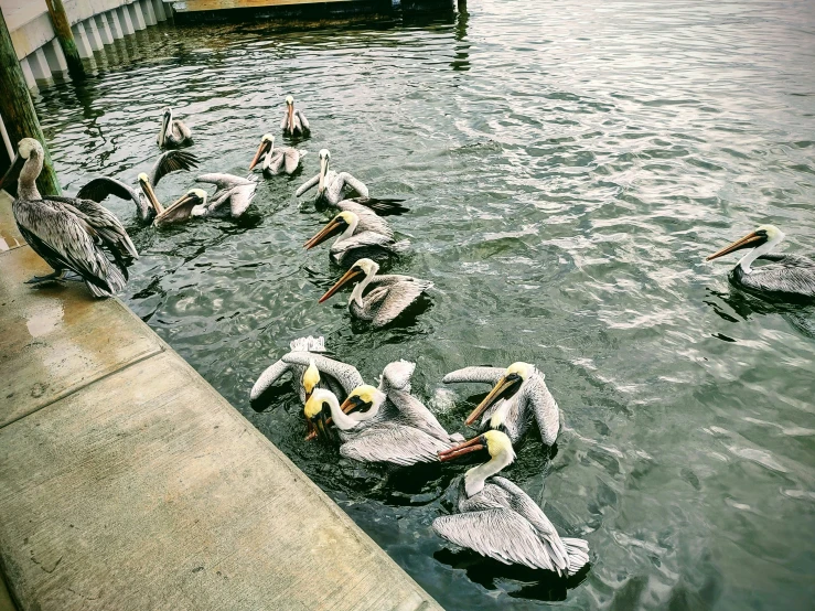 some birds are swimming in the water and a yellow boat