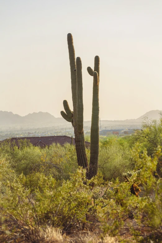 the large sagua cactus, along with other plants