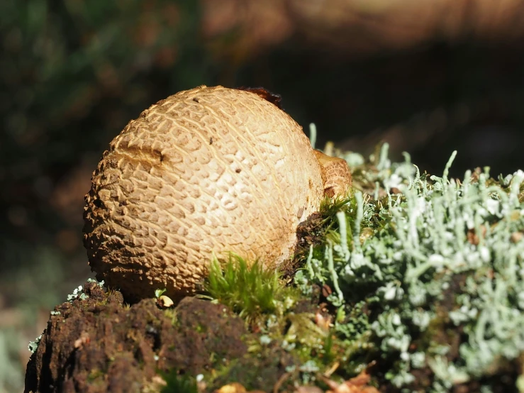 some moss that is growing on a stone