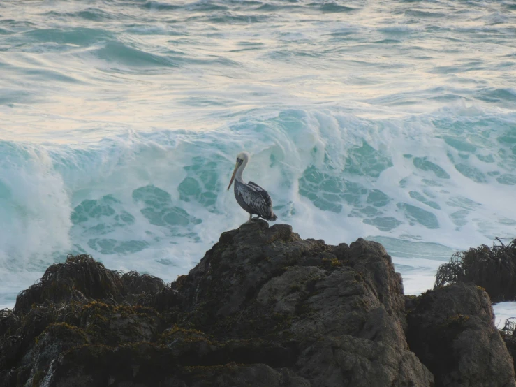 a pelican sitting on top of a rock next to the ocean