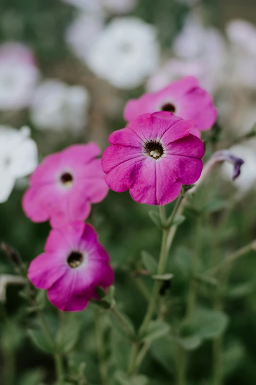 a pink and white flower sitting in front of some green foliage