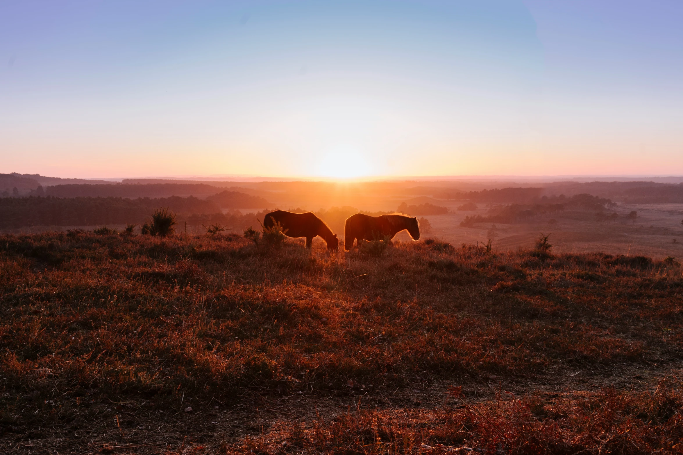 horses are grazing in an open field at sunset