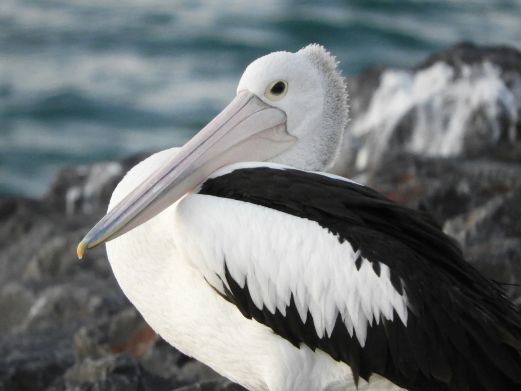 there is a black and white pelican sitting by the water