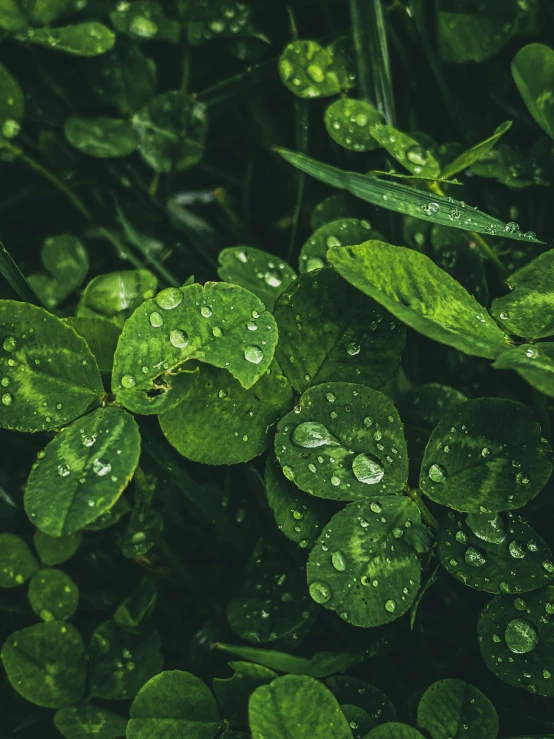 the leaves and plants with rain drops are in a green garden