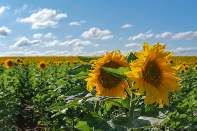 a field of sunflowers under a blue sky