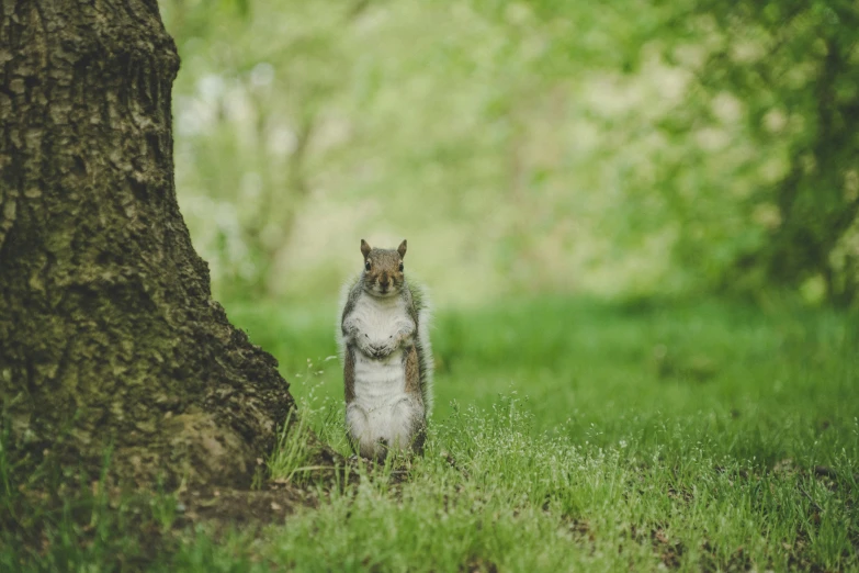 a squirrel stands in the shade under a large tree