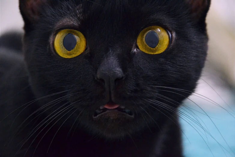 a black cat with very big yellow eyes looks at the camera