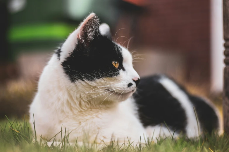 the black and white cat has bright yellow eyes