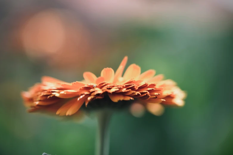 orange flowers in blurry background of a field