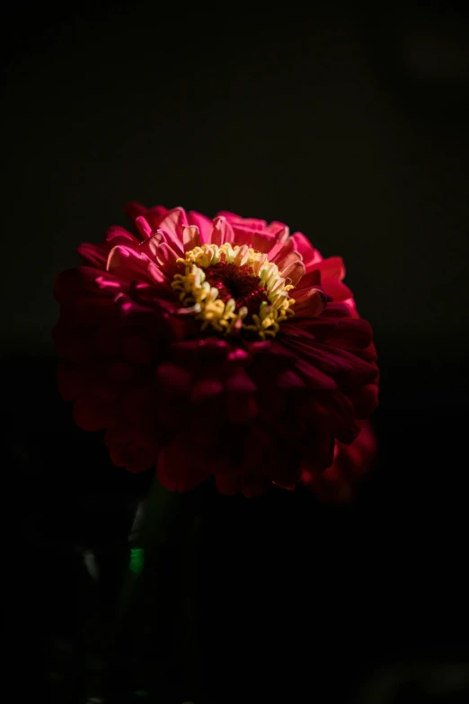 an image of a red flower in the dark