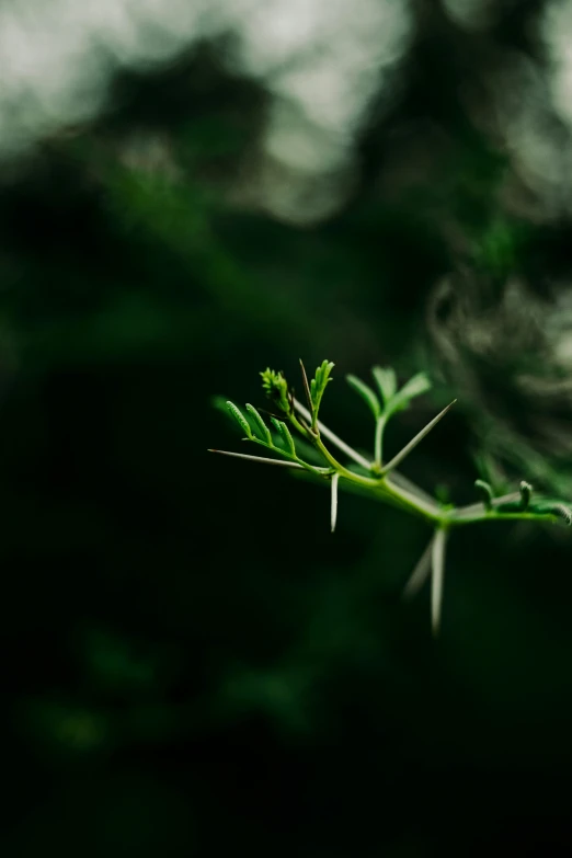 a plant with small green leaves growing from the stems