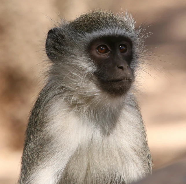 the monkey is sitting by itself looking at the camera