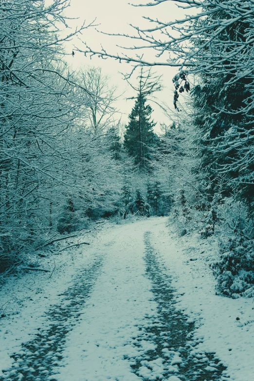 a forest filled with trees covered in snow