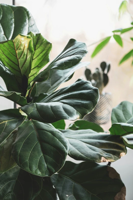 large leaves growing on top of the leaves of a plant