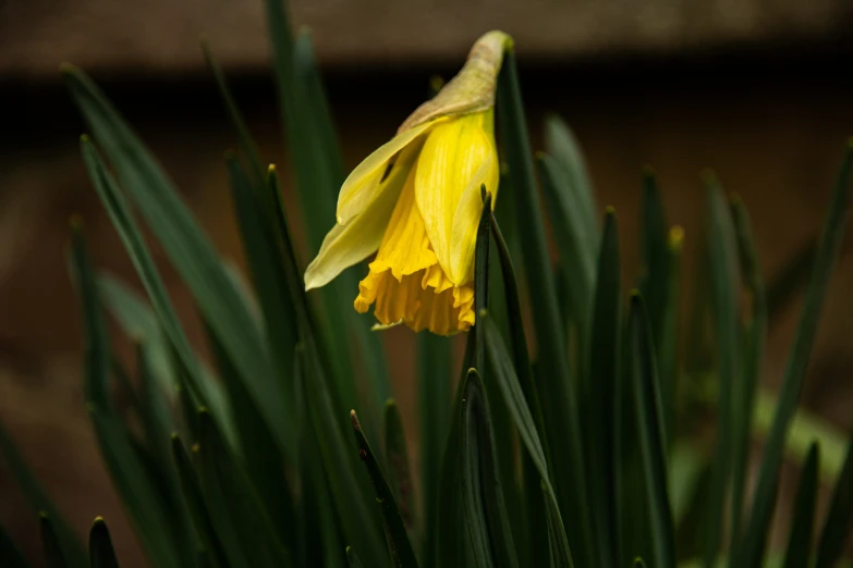 a flower with green leaves on the back of it