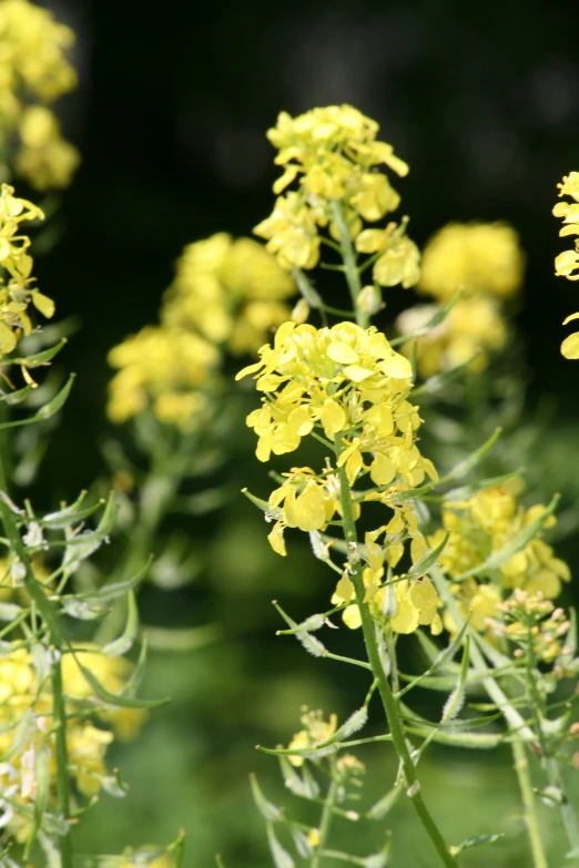 bright yellow flowers blossoming in the middle of green foliage