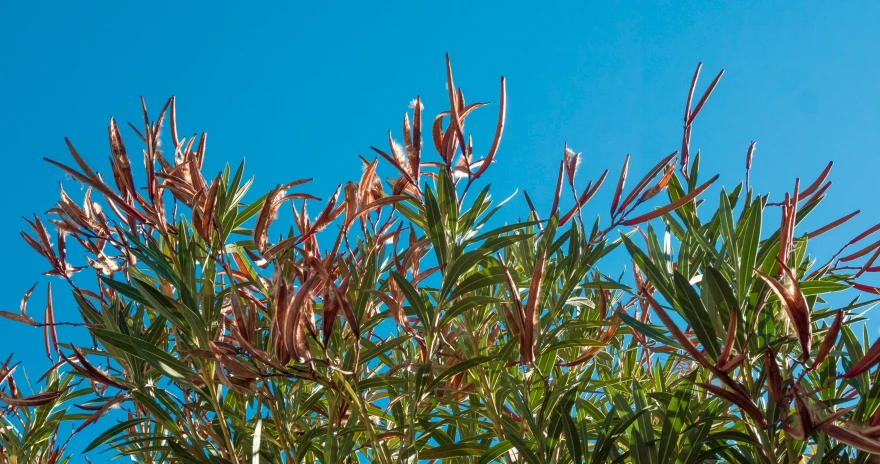 a plant with many leaves on a sunny day