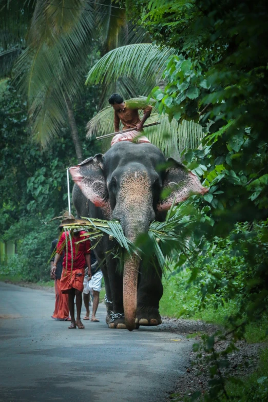a man walks beside an elephant carrying a woman on its back