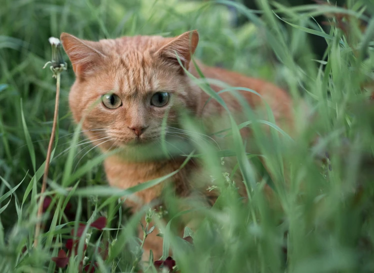 there is a brown cat in the grass