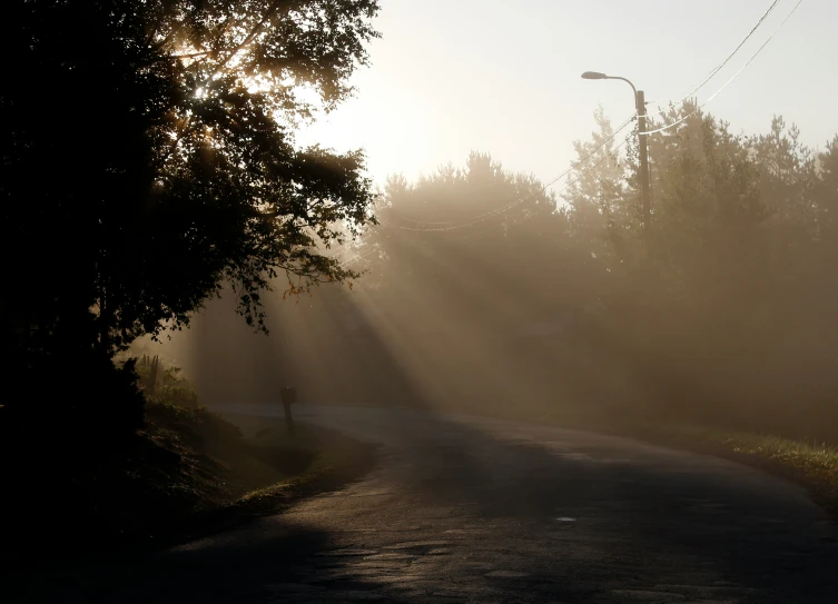 the street is surrounded by dense trees and fog