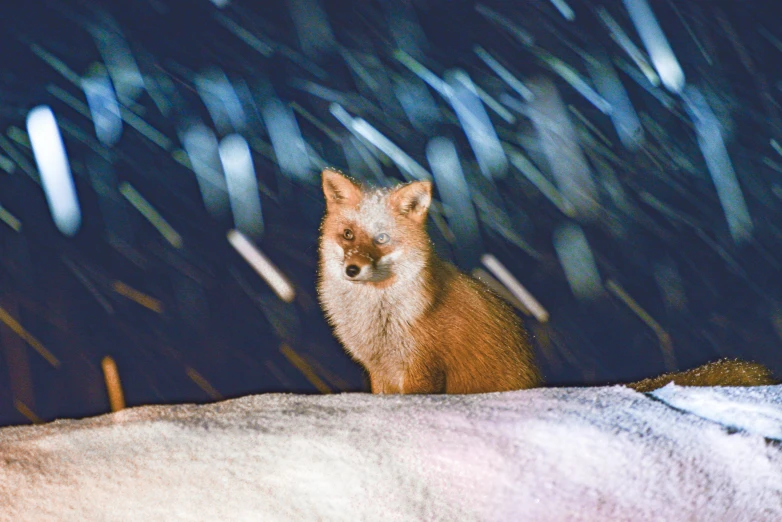 a baby fox sitting next to snow covered ground