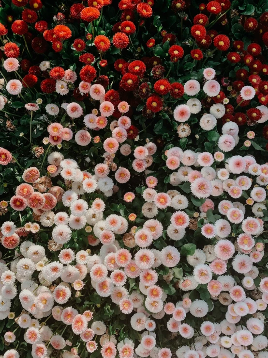 a field with orange, red and white flowers