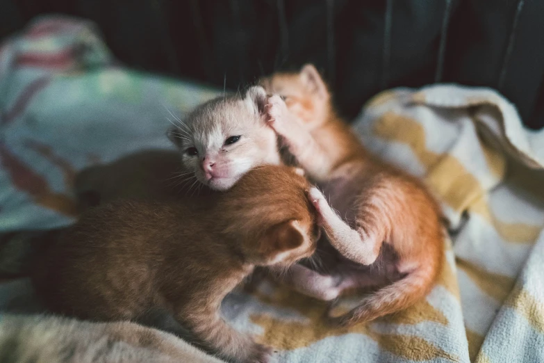 a ferret that is hugging another kitten on a blanket