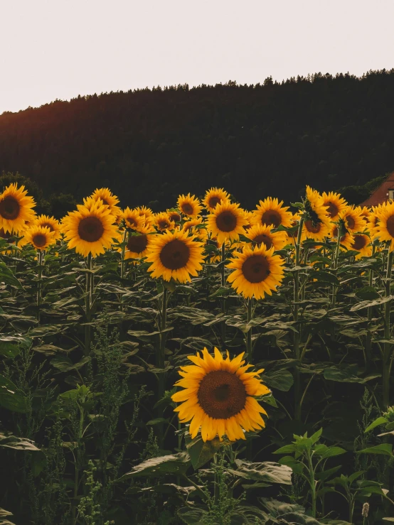 a field of sunflowers in a large open field