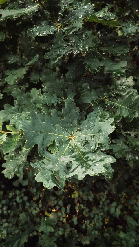 the leaves are on the tree and have very small spots