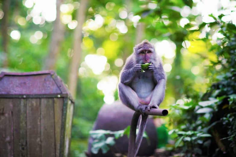 a small monkey holding onto a nch while sitting on the ground