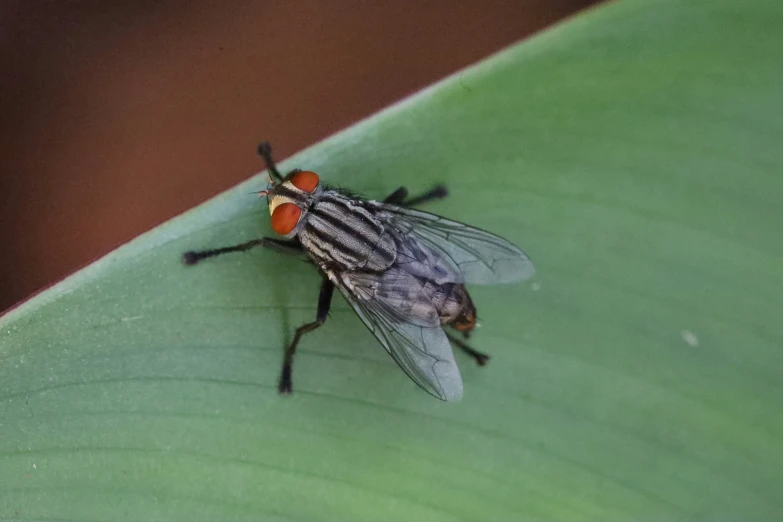 two fruit flies, one with orange legs, one red wings