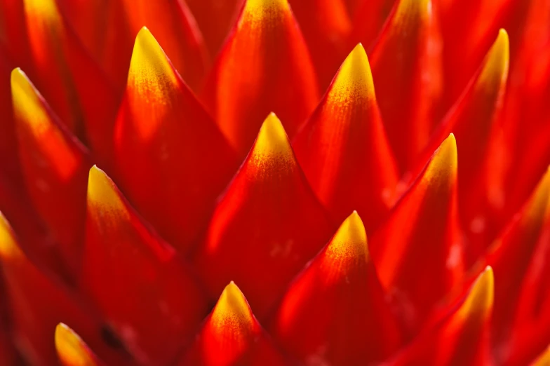 a close up view of a flower, red and yellow