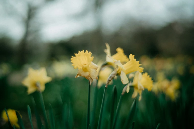 a group of yellow flowers sitting on top of a forest