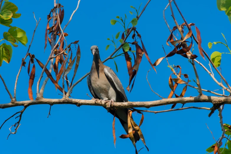 a bird perched on a nch with leaves