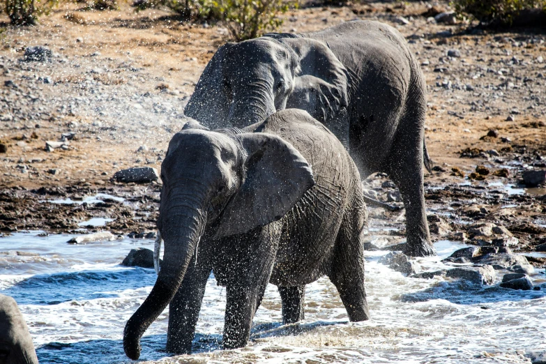 a couple of elephants are walking in the water