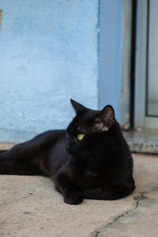 black cat laying on tiled patio looking around