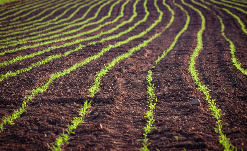 the ground is covered in small green plants