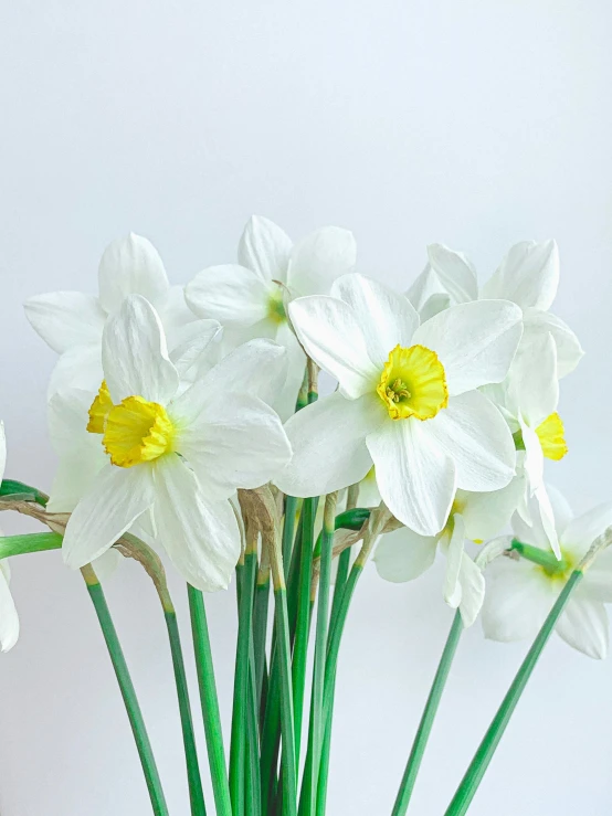 four white daffodils with green stems in a glass vase
