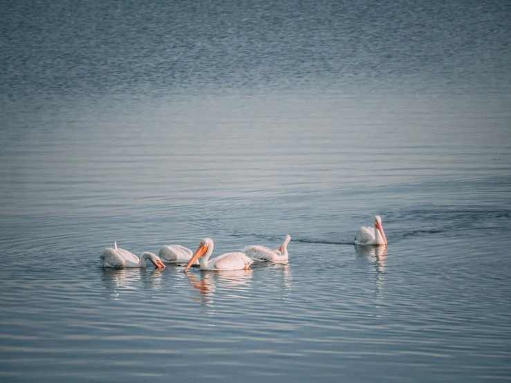 three white birds swimming in a body of water