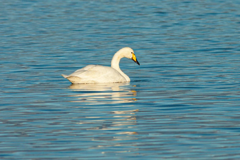 a white swan swimming on top of a lake