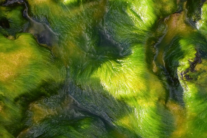 an aerial pograph of green grass in the woods