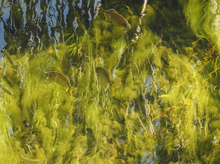 water plants in the stream are turning green