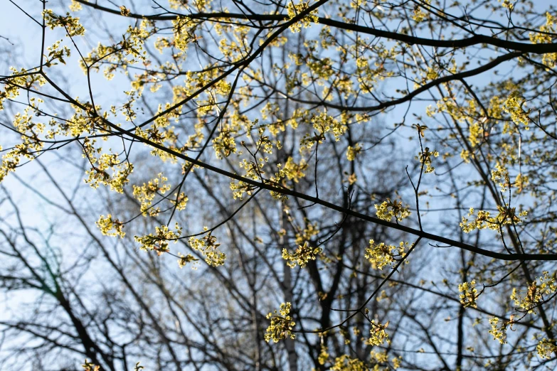 yellow flowering plant is shown at daytime in open area