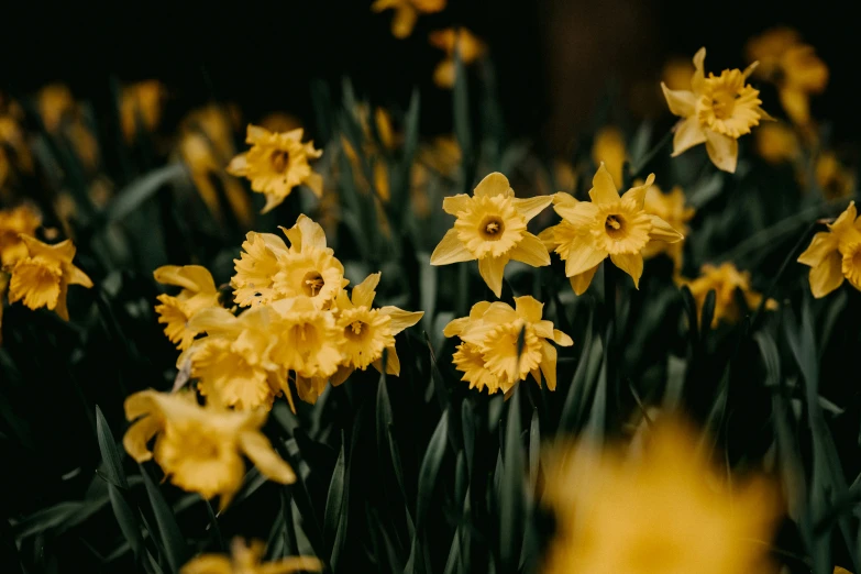 bunches of yellow flowers in a flowerbed