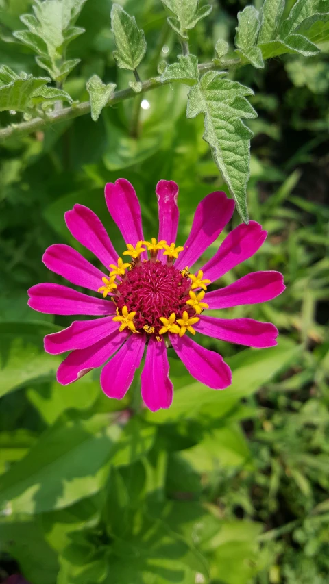 a large, bright pink flower is in bloom among leaves