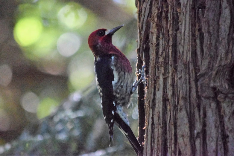 a red and white bird on a tree