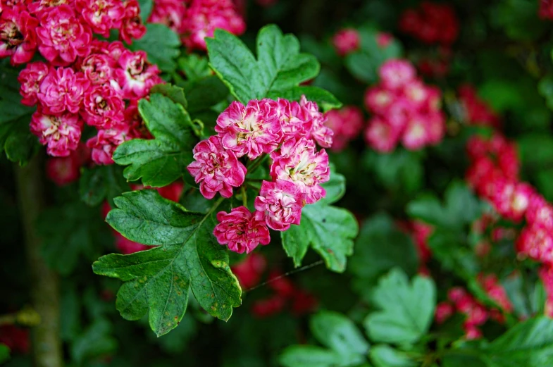 beautiful pink flowers with green leaves in a garden