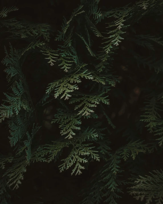 closeup of the nches of a tree with dark background