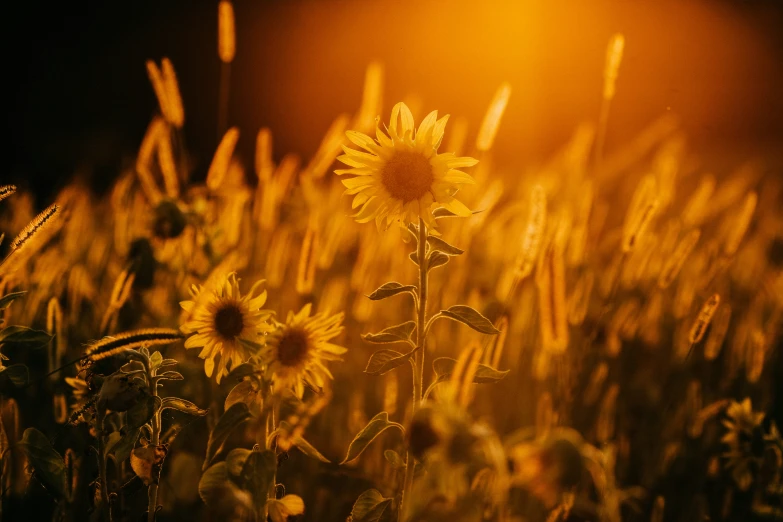 a sunflower in a field of tall grass at night