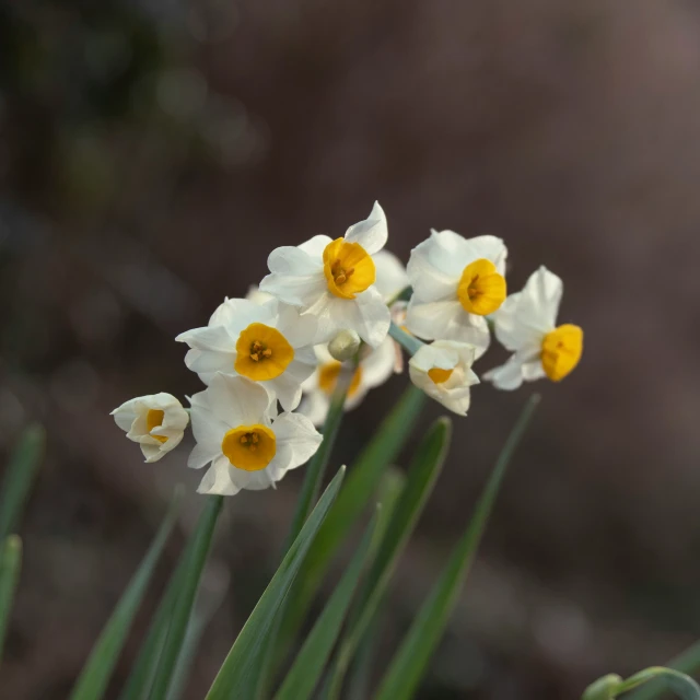 four white and yellow flowers in tall green stalks